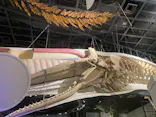 国立科学博物館に投稿された画像（2026/10/30）