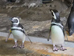 しながわ水族館に投稿された画像（2026/10/30）
