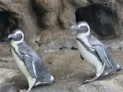 しながわ水族館に投稿された画像（2026/10/30）