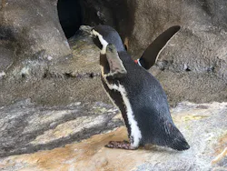 しながわ水族館に投稿された画像（2026/10/30）