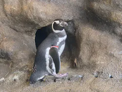 しながわ水族館に投稿された画像（2026/10/30）