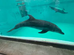 しながわ水族館に投稿された画像（2026/10/31）