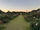 京成バラ園に投稿された画像（2026/10/30）
