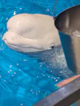 名古屋港水族館に投稿された画像（2026/10/31）
