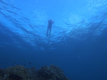 ダイビング＆カヌー 珊瑚茶屋に投稿された画像（2015/12/27）