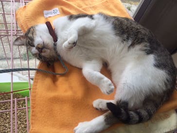 よつば乗馬クラブに投稿された画像（2016/4/6）