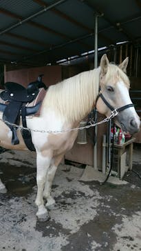 馬のなみあし倶楽部に投稿された画像（2015/9/7）