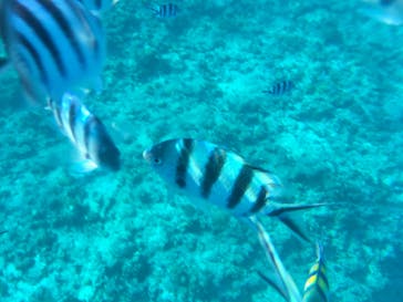 Sea World（シーワールド）に投稿された画像（2016/10/13）