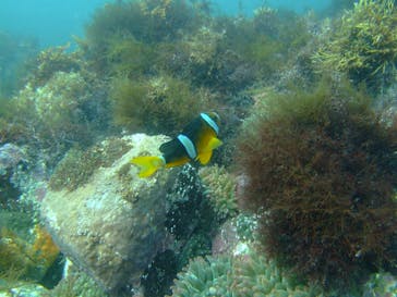 ダイビングスクールジェイズヘブンに投稿された画像（2015/8/10）