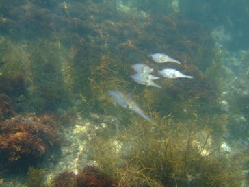 ダイビングスクールジェイズヘブンに投稿された画像（2015/7/26）