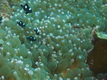 ダイビングスクールジェイズヘブンに投稿された画像（2015/9/16）