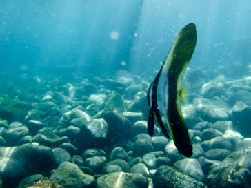 ダイビングスクールジェイズヘブンに投稿された画像（2016/9/28）