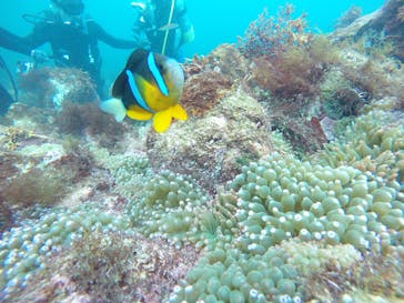 ダイビングスクールジェイズヘブンに投稿された画像（2016/8/7）