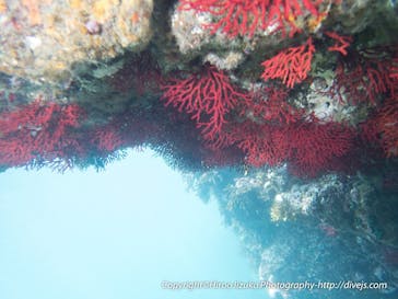 ダイビングスクールジェイズヘブンに投稿された画像（2017/7/3）