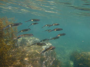 ダイビングスクールジェイズヘブンに投稿された画像（2015/8/8）