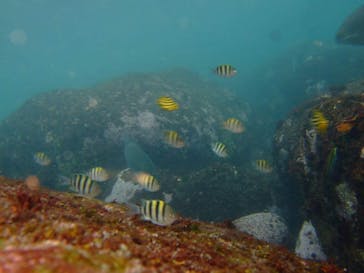 ダイビングスクールジェイズヘブンに投稿された画像（2015/8/29）