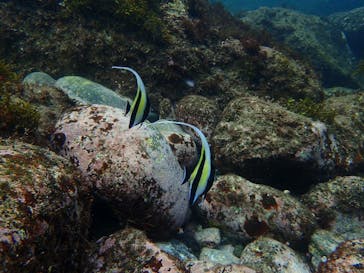 ダイビングスクールジェイズヘブンに投稿された画像（2016/9/8）