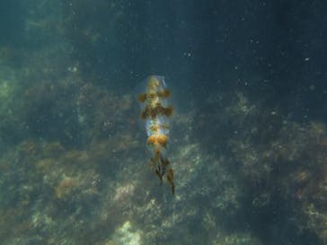 ダイビングスクールジェイズヘブンに投稿された画像（2015/7/25）