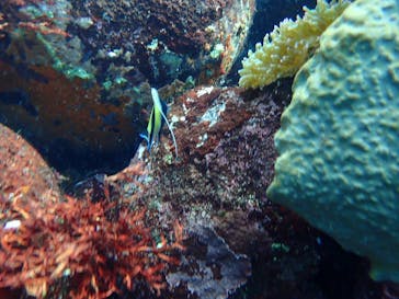 ダイビングスクールジェイズヘブンに投稿された画像（2016/9/7）