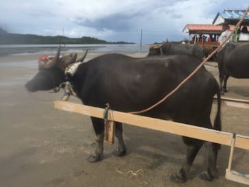 西表島ゆくるに投稿された画像（2015/9/3）