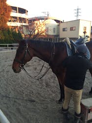 座間近代乗馬クラブに投稿された画像（2015/12/7）