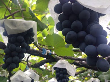 笛吹ワインに投稿された画像（2015/9/13）