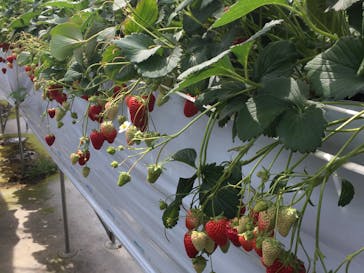 お陽様農園に投稿された画像（2016/3/28）