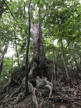 アイランドサービスに投稿された画像（2017/7/19）