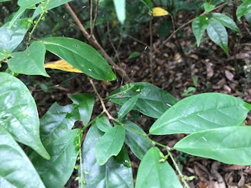 アイランドサービスに投稿された画像（2017/7/19）