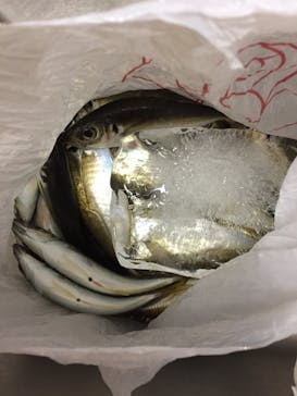 鴨下丸（かもしたまる）に投稿された画像（2017/7/10）