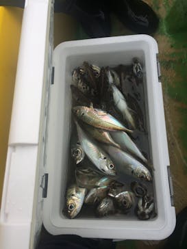 鴨下丸（かもしたまる）に投稿された画像（2017/3/25）