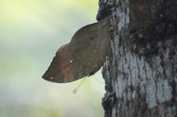 海遊び・森遊び きじむなあに投稿された画像（2016/12/31）