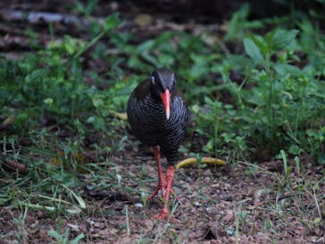 海遊び・森遊び きじむなあに投稿された画像（2017/6/12）