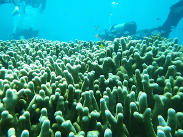 DIVE宮古島に投稿された画像（2015/8/1）