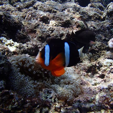 沖縄マリンクラブ結に投稿された画像（2017/8/28）