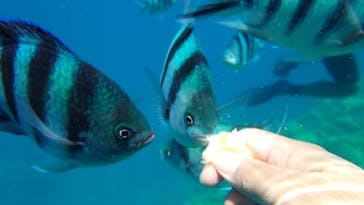 沖縄マリンクラブ結に投稿された画像（2017/9/6）