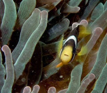 ダイビングスクールジェイズヘブンに投稿された画像（2016/10/10）