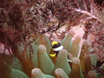 ダイビングスクールジェイズヘブンに投稿された画像（2016/9/25）