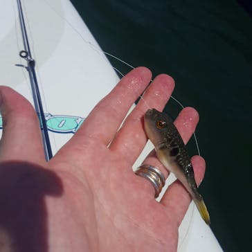 TOMO's スタンドアップパドルボーディングスクールに投稿された画像（2017/8/1）