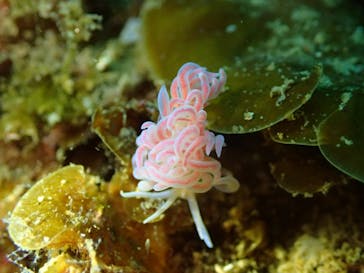 Diving Schoolテールアップ 福岡天神に投稿された画像（2017/9/1）