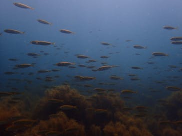 Diving Schoolテールアップ 福岡天神に投稿された画像（2017/9/1）