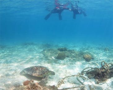 アマミエンシスに投稿された画像（2017/5/1）