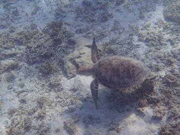 アマミエンシスに投稿された画像（2017/1/30）