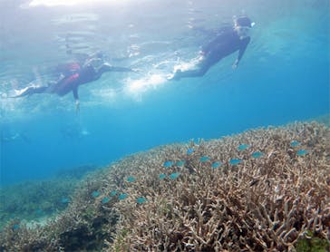アマミエンシスに投稿された画像（2017/7/23）