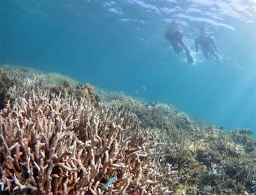 アマミエンシスに投稿された画像（2017/8/26）