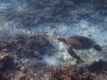 アマミエンシスに投稿された画像（2017/1/30）