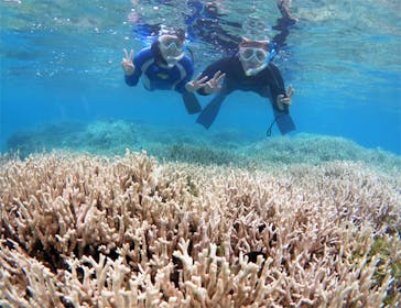 アマミエンシスに投稿された画像（2017/8/29）