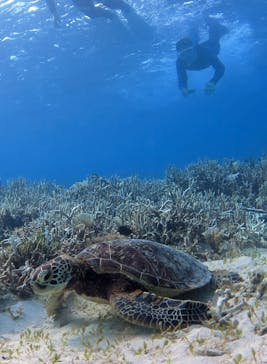 アマミエンシスに投稿された画像（2016/9/25）