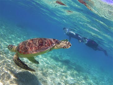 アマミエンシスに投稿された画像（2017/9/10）