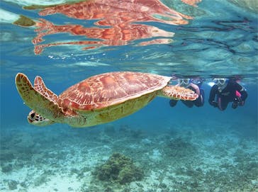 アマミエンシスに投稿された画像（2017/3/30）